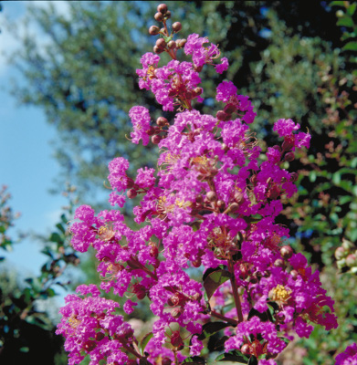 Pécharmant. Pépinières Desmartis Pécharmant. Pépinières Desmartis