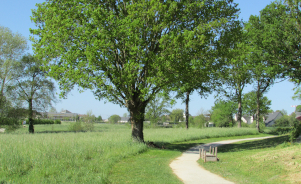 Peut-on mesurer la valeur d’un arbre ?