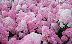 Regards croisés sur la sélection variétale : méthodes, travail, enjeux et développement