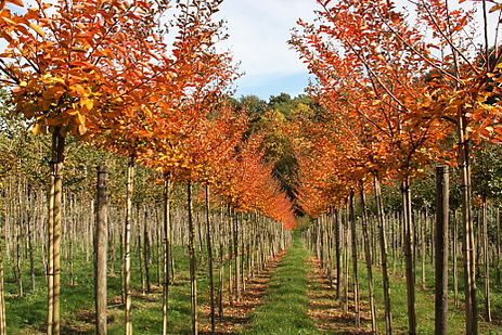 Professionnels du végétal