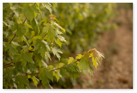 Le poids des mots : comment bien parler de végétal ?